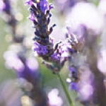 lavender4[1].jpg